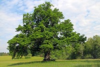 Lone tree background. Free public domain CC0 photo.