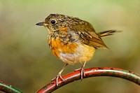 Robin bird, animal photo. Free public domain CC0 image.