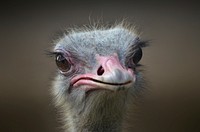 Ostrich. Free public domain CC0 image.