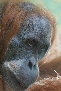 Orangutan photo. Free public domain CC0 image.