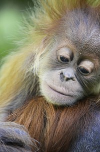 Chimpanzee baby photo. Free public domain CC0 image.