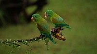 Cute green parrot photo. Free public domain CC0 image.