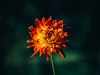 Orange dahlia background. Free public domain CC0 photo.