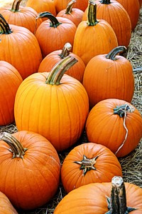 Field full of pumpkins. Free public domain CC0 photo.