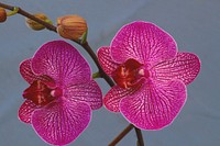 Pink moth orchid background. Free public domain CC0 image.
