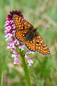 Butterfly on flower. Free public domain CC0 photo.