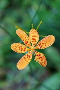 Blackberry lily background. Free public domain CC0 image.