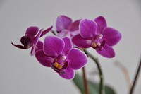 Pink orchid background. Free public domain CC0 image.