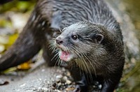 Otter. Free public domain CC0 image.