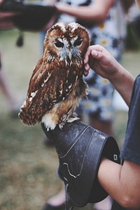 Owl and handler. Free public domain CC0 image.