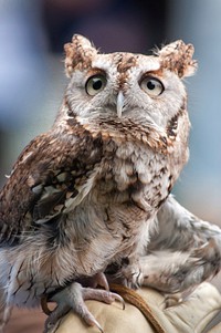 Eastern screech owl close up. Free public domain CC0 photo.