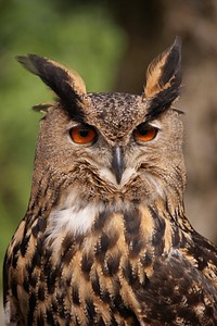 Eurasian eagle owl head closeup. Free public domain CC0 photo.