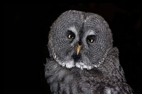 Great grey owl close up. Free public domain CC0 photo.