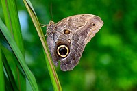 Butterfly in nature. Free public domain CC0 photo.