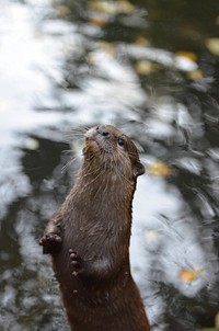 Otter. Free public domain CC0 image.