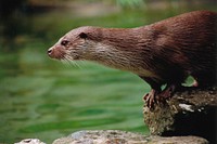 Otter. Free public domain CC0 photo.