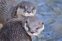 Otters. Free public domain CC0 image.