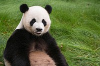 Panda bear, wildlife image. Free public domain CC0 photo.