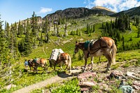 Horse & mule, animal image, Free public domain CC0 photo.