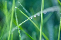 Water drops on grass. Free public domain CC0 photo.