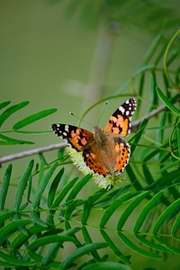 Butterfly in nature. Free public domain CC0 photo.