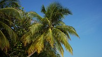 Palm tree background. Free public domain CC0 photo.