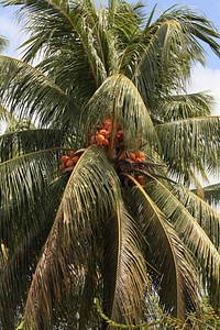 Closeup on a coconut palm tree. Free public domain CC0 photo.
