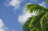Palm tree, nature background. Free public domain CC0 photo.