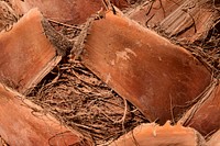 Palm trunk log close up. Free public domain CC0 photo.