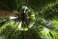 Palm tree, nature background. Free public domain CC0 photo.