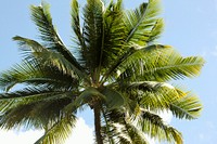 Palm tree, nature background. Free public domain CC0 photo.