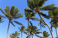 Palm tree, summer background. Free public domain CC0 photo.