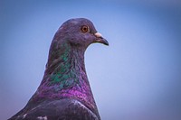 Pigeon close up photo. Free public domain CC0 image.