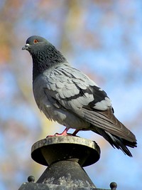 Pigeon bird, animal photo. Free public domain CC0 image.