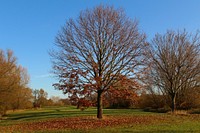 Beautiful Autumn tree background. Free public domain CC0 photo.