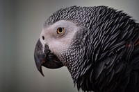 African grey parrot bird. Free public domain CC0 image.