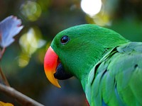 Scaly-breasted lorikeet parrot. Free public domain CC0 image.