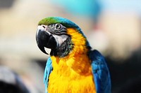 Macaw, exotic bird photo. Free public domain CC0 image.