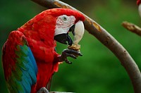 Cute Macaw bird, close up. Free public domain CC0 image.