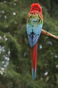 Scarlet Macaw parrot, bird photo. Free public domain CC0 image.