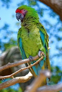 Cute green parrot, bird photo. Free public domain CC0 image.