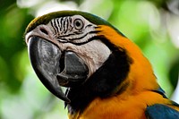 Macaw bird, close up. Free public domain CC0 image.