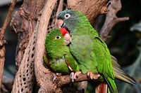 Cute green parrot, bird photo. Free public domain CC0 image.