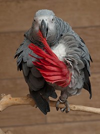 African grey parrot bird. Free public domain CC0 image.