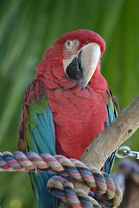 Scarlet Macaw parrot, bird photo. Free public domain CC0 image.