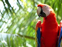 Scarlet Macaw parrot, bird photo. Free public domain CC0 image.