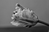 Wild tulip background, black and white design. Free public domain CC0 image.