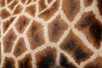 Giraffe skin texture. Free public domain CC0 photo.