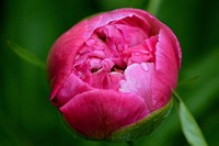 Pink peony background. Free public domain CC0 image.