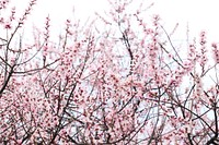 Pink peach blossom background. Free public domain CC0 photo.